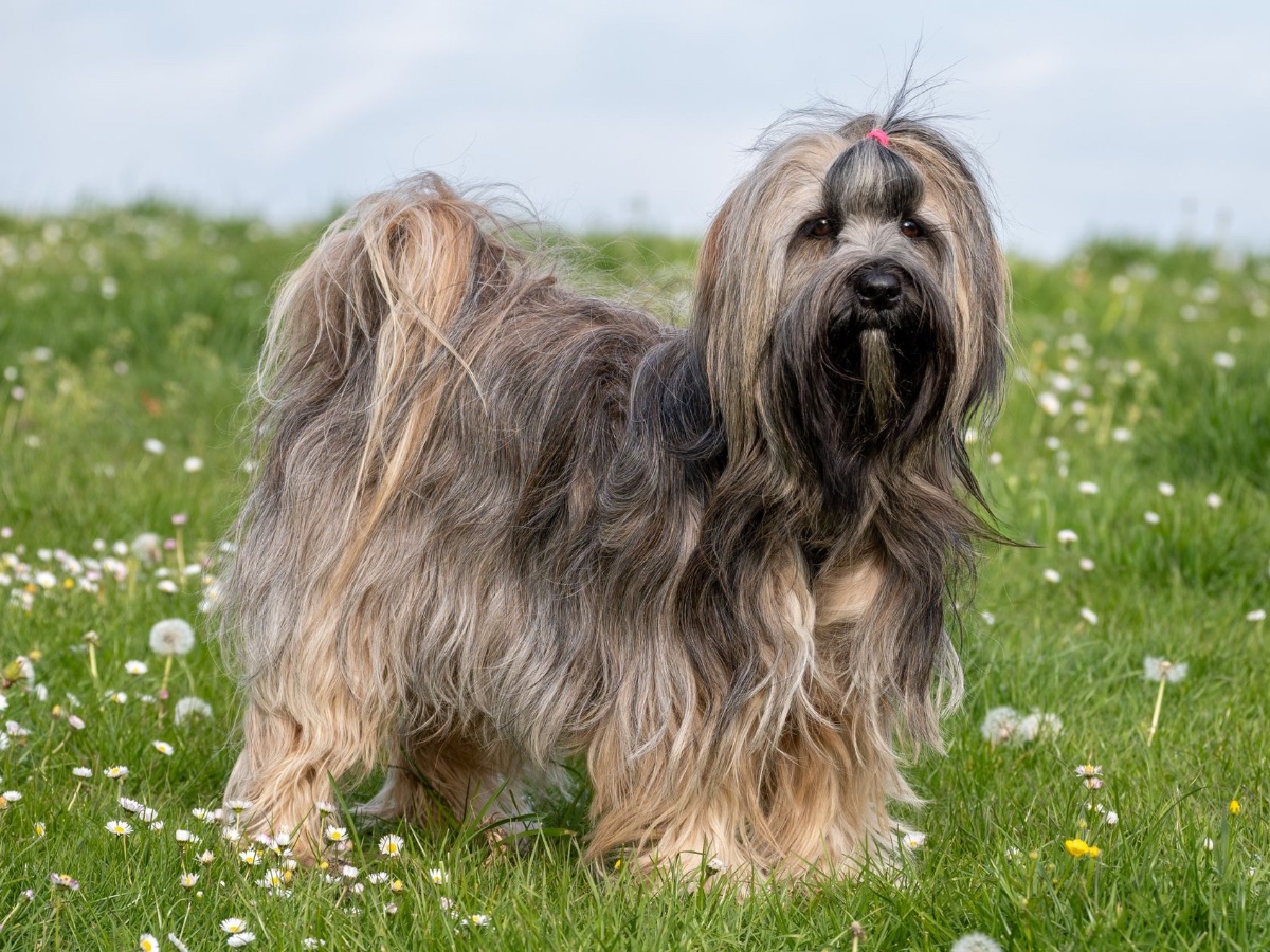 Langharige honden