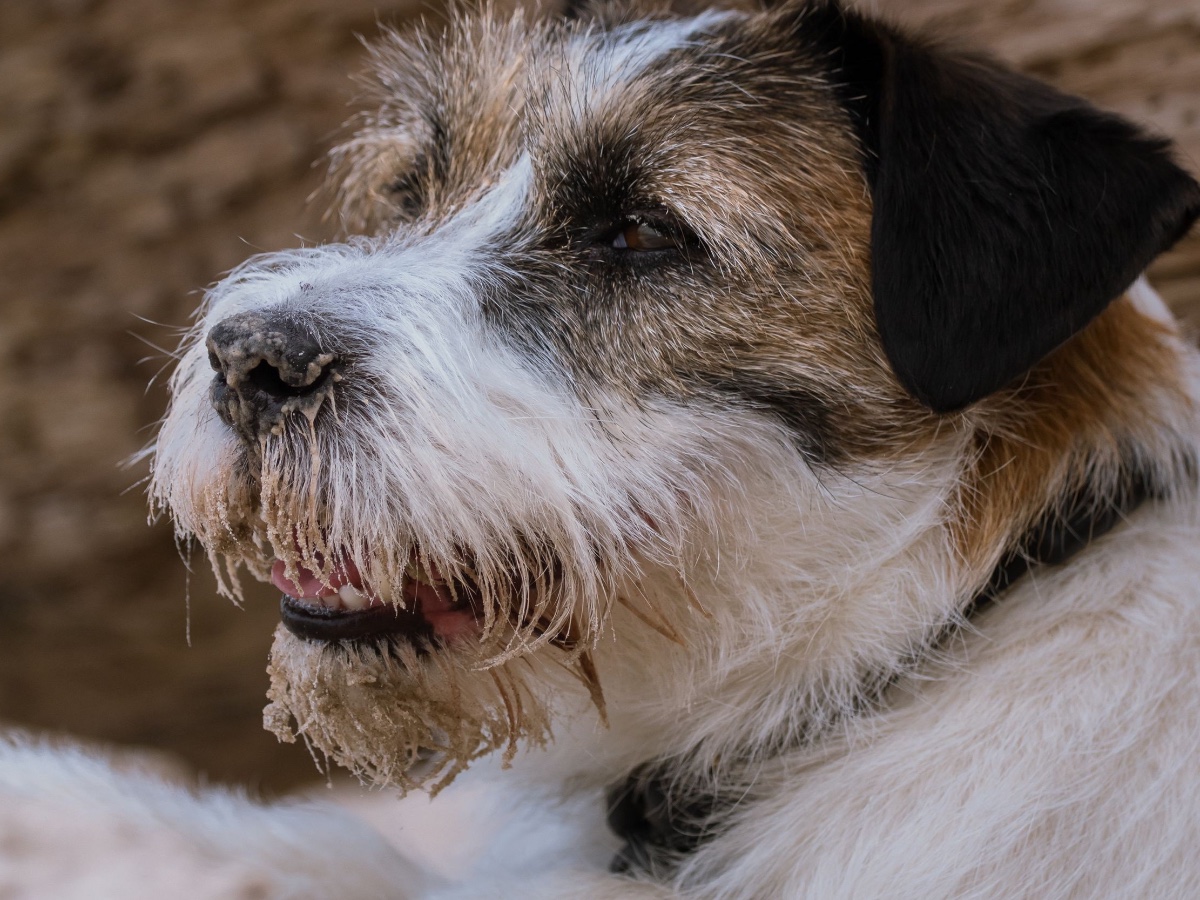Ruwharige honden