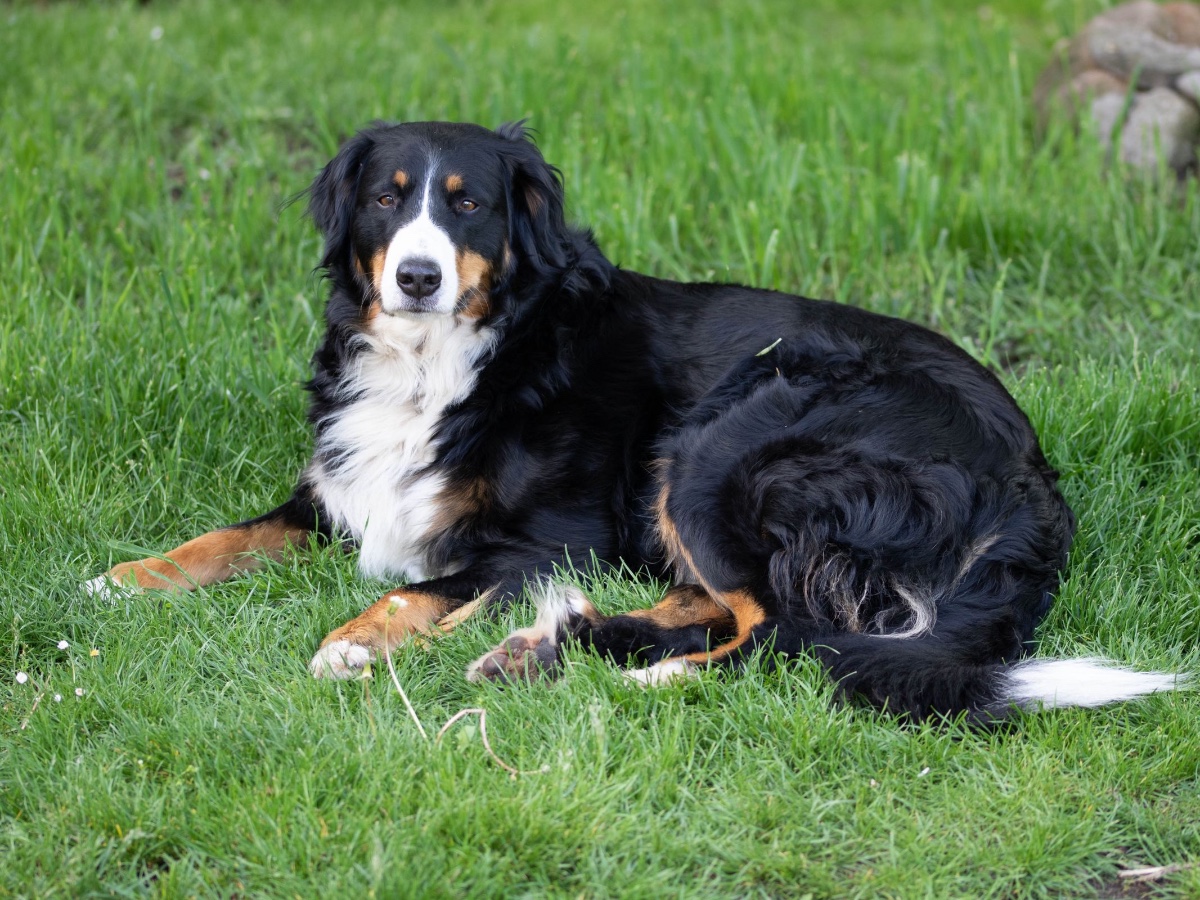 Honden met zware vacht