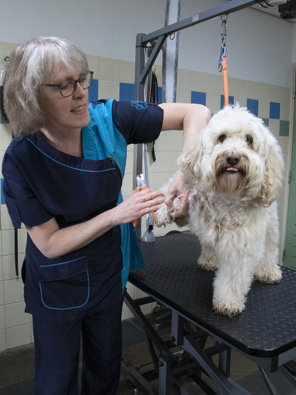 Jacqueline Engel met een hond op de trimtafel
