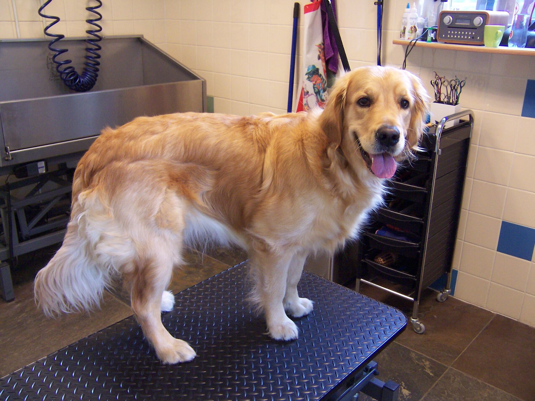 Golden retriever met zware ondervacht, voor