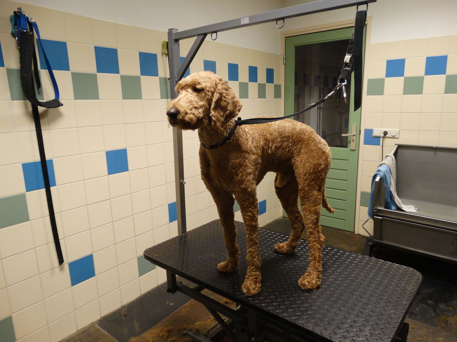Labradoodle, na (kortgeschoren)